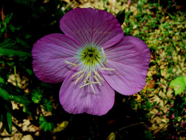  Flower